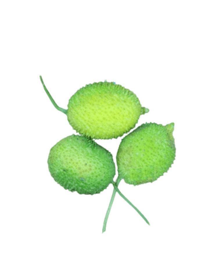 Kakora