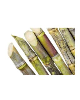 Sugarcane