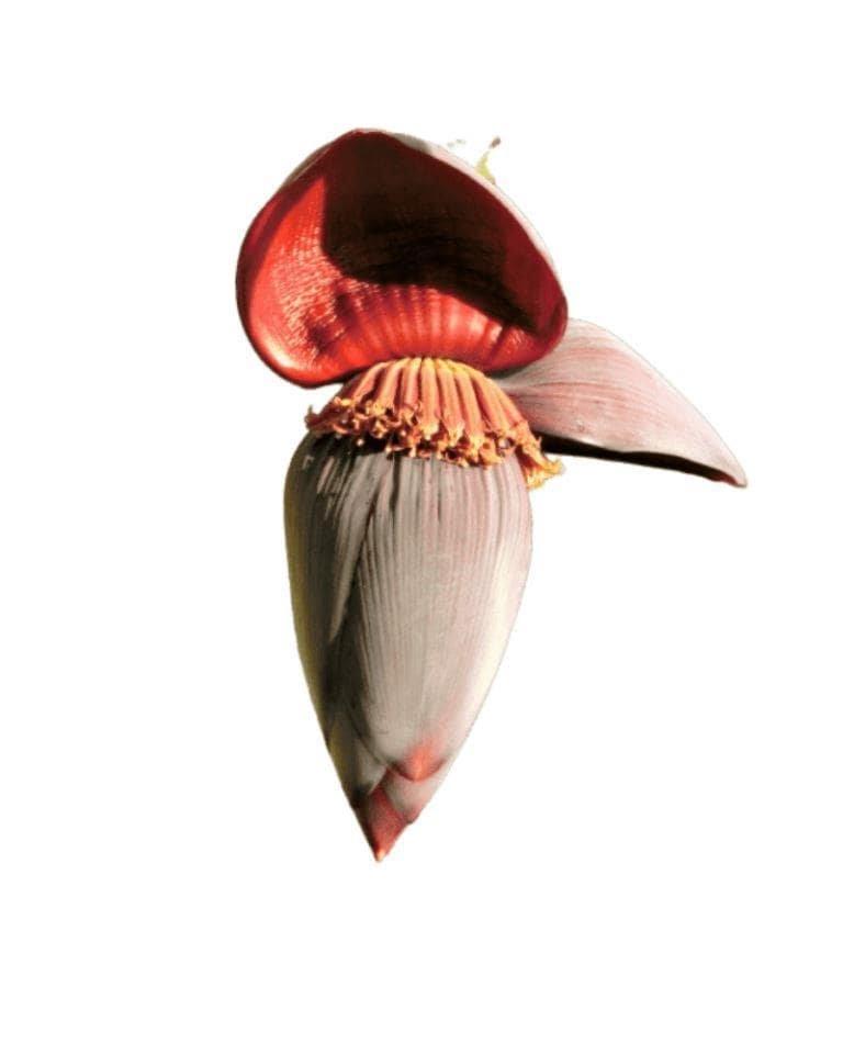 Banana Flower