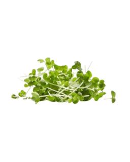Micro Greens Mustard leaves