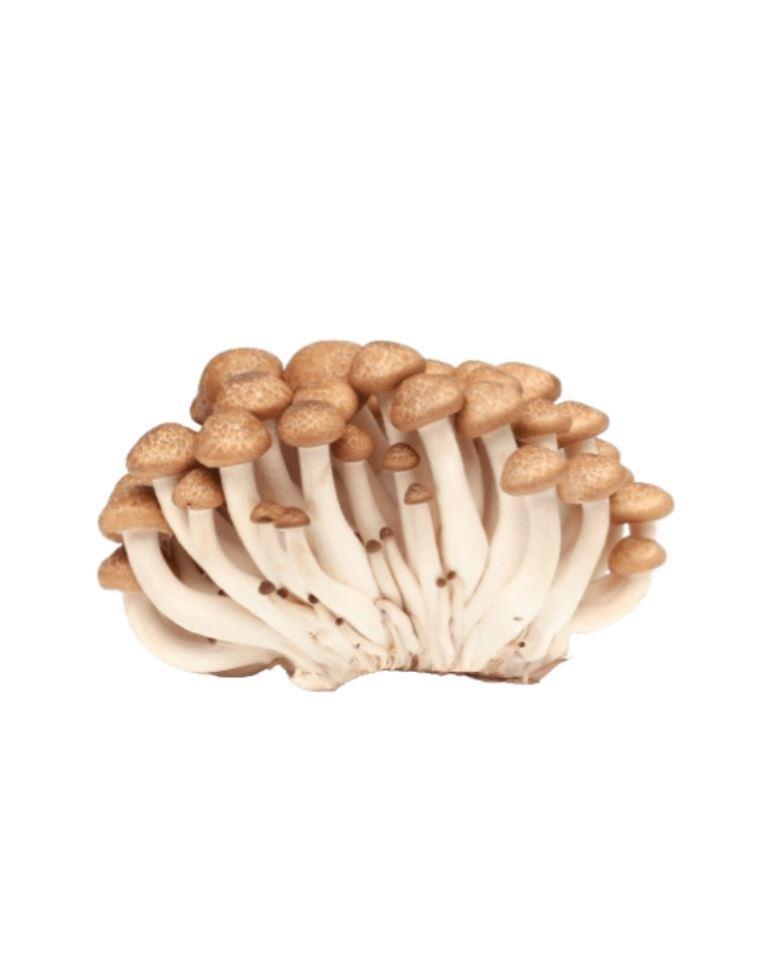 Mushrooms Shimeji Brown
